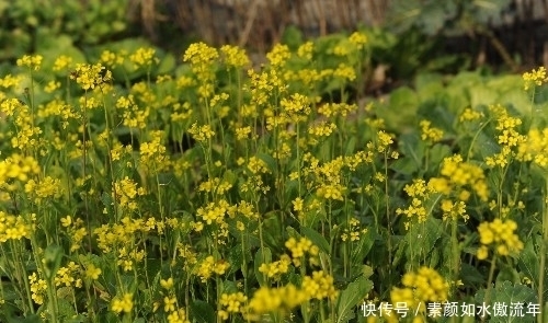 油菜花|冬季最逆天！陕南油菜花开了