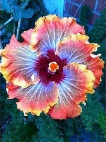 稀世|千年难见的稀世奇花开花了,真的太美了!