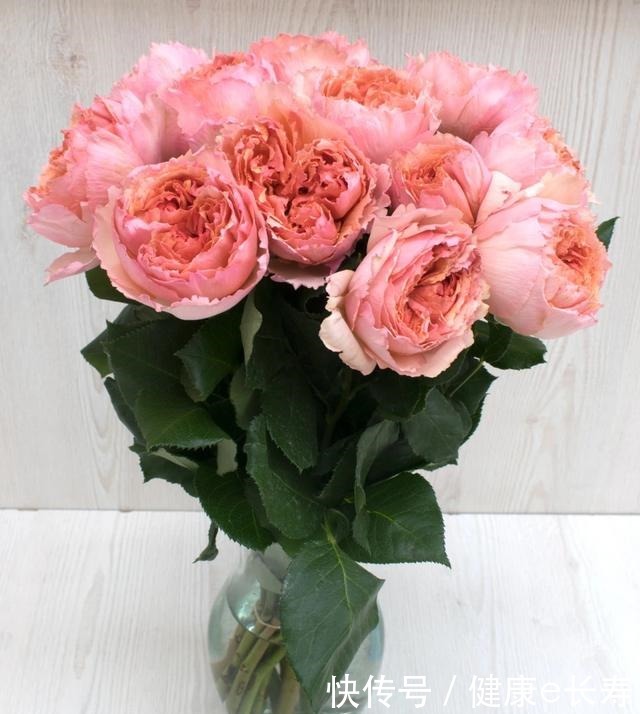 25个抗性超好的月季品种,又好养开花有多,新手好养适合盆栽!