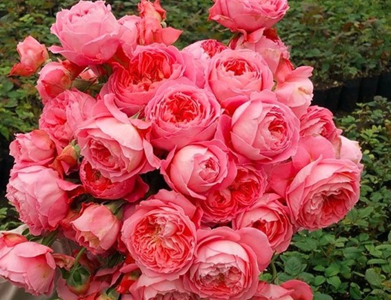 养花就养个花型好看的,花期长花量还很大,一种很好养活的品种