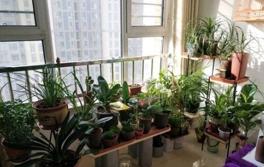 君子兰,两种“零食”喂下去,叶肥花多,爆满盆