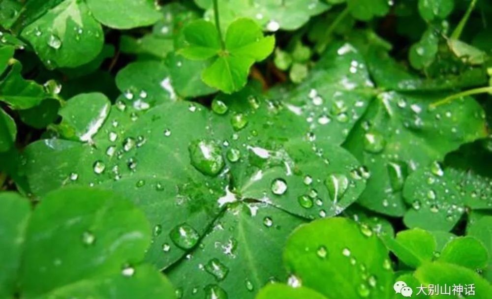 下联|上联:三千杨柳迎春雨,如何对下联