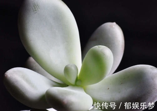 多肉桃美人怎么叶插教你3个小步骤,桃美人生根极快越长越旺盛