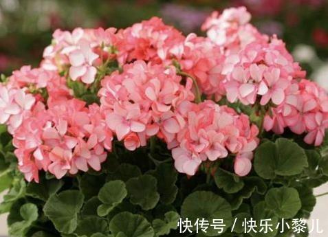 喜宴|生肖虎:22年天大的喜宴等着你,好运连连,自己偷着乐吧