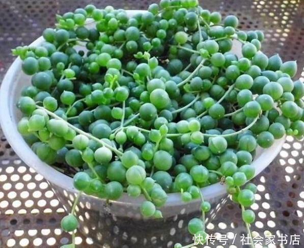 金边虎皮兰|适合懒人养的6种花，沾土就活，越长越多，盆里都装不下了