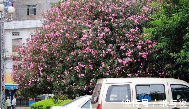 夹竹桃10片叶就可能要人命!为何还成为大城市“烂大街”的植物?