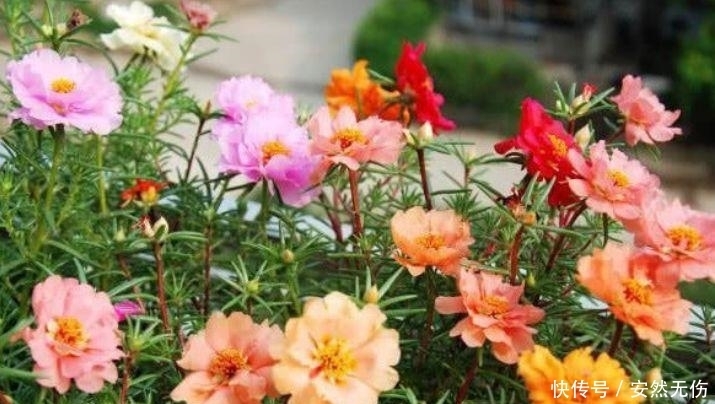 聪明人都养4种花，福旺运旺财更旺，财运爆发，事业风生水起