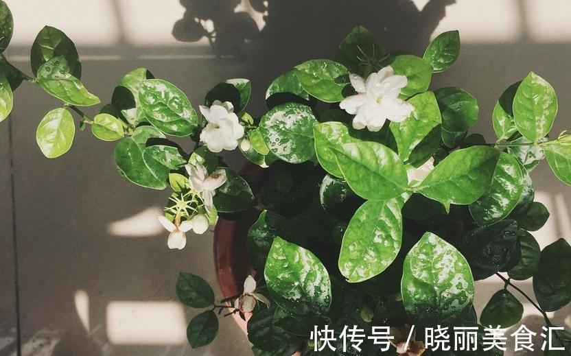 网购茉莉容易枯萎,这些你还不了解,学会植株健康生长旺盛