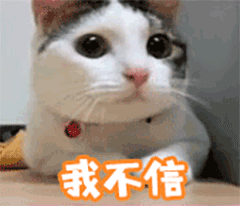 猫咪搞笑可爱gif表情包大全18 快资讯 猫咪搞笑可爱gif表情包大全18 快资讯