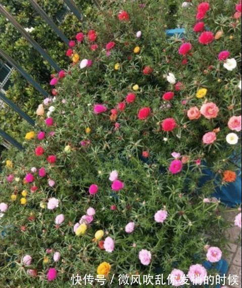 蓝雪花|急性子的人就养此4种花，掐个枝条插土里，当年就开花早看早知道