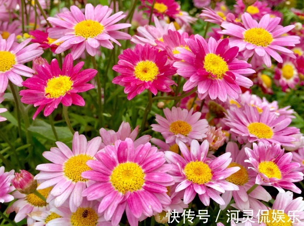 玛格丽特|喜欢养花,不如养盆长春花,开花绚丽多姿不像话,一年开花365天