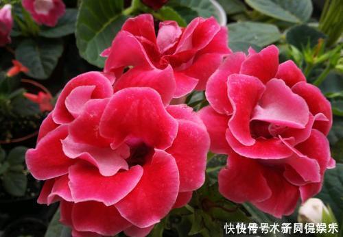 叶绿花艳|此款耐阴花,家里采光弱也能养,花期长达半年,一朵能开20天!