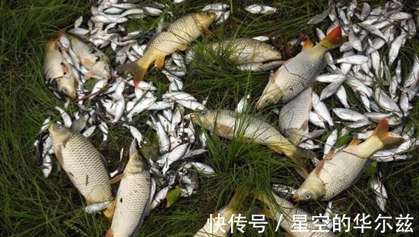 野钓聚鱼是难点,科学打窝的几个方法,让鱼越聚越多,狂拉到手酸