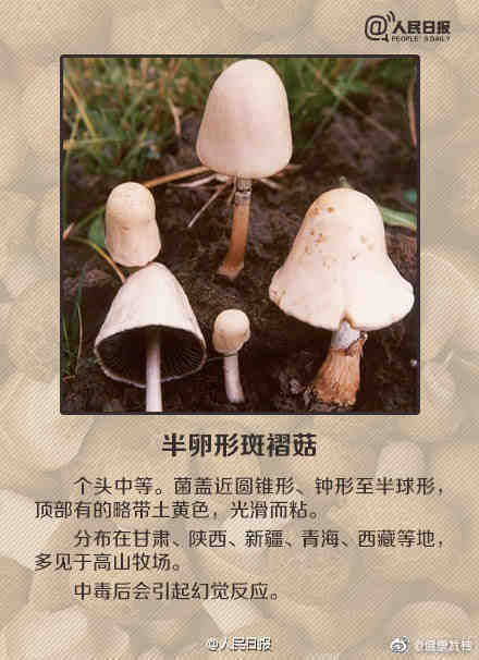 蘑菇|这些蘑菇都有毒：收好这份毒蘑菇图鉴