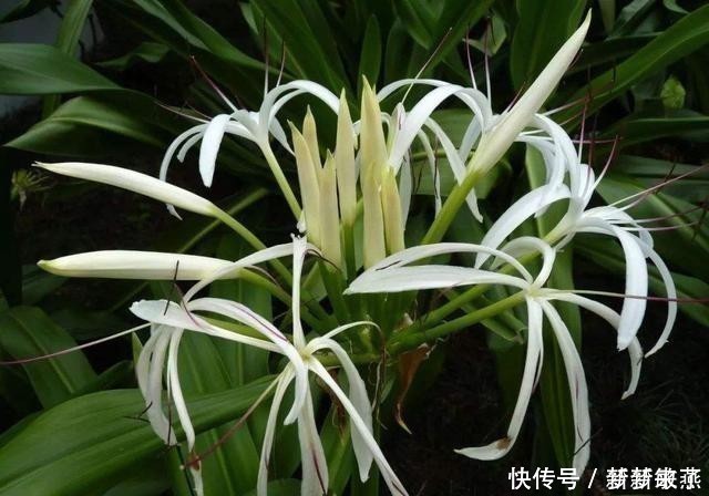五色梅|家里万万不要养这几种花,放一盆都会对身体不好,后悔没早知道