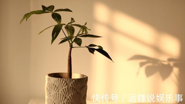 植物|4种植物挺着“大肚子”，摆在客厅，不但寓意好，而且耐旱好养