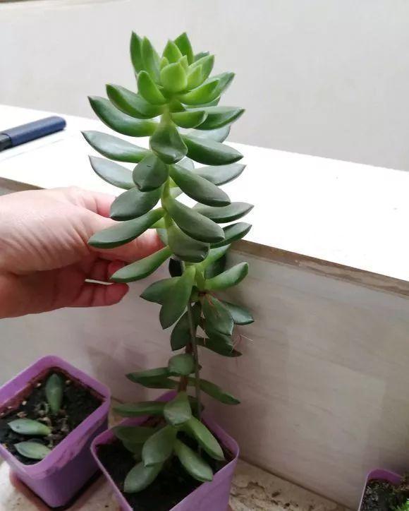 多肉修剪技巧,剪1根长1盆,再也不用在外面买了,划算
