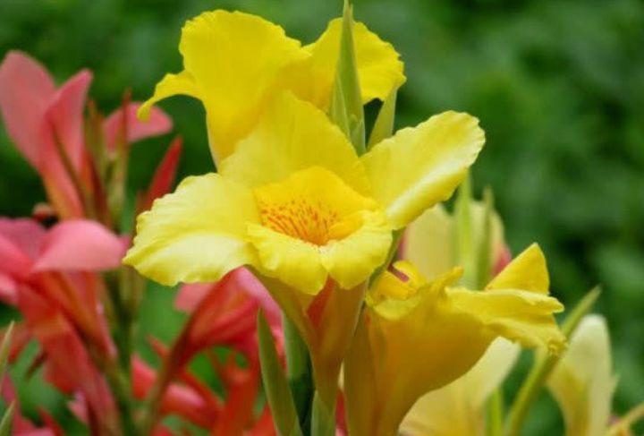 4种花“超好养”,不怕冷、不怕热,花大色艳,全年开花不断!