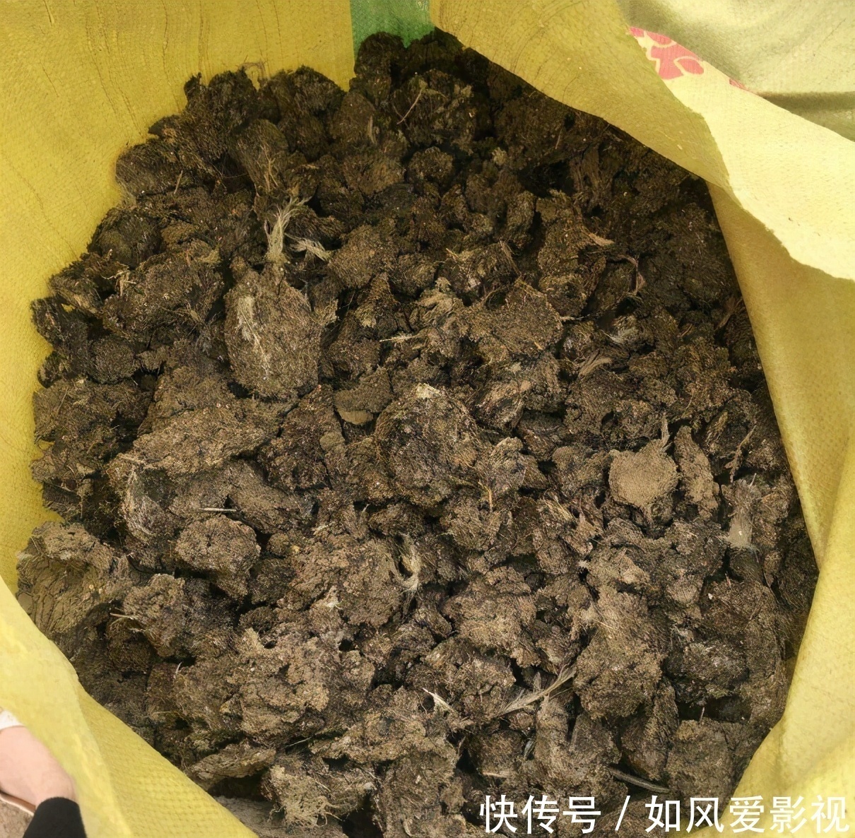 养护|老大爷养君子兰,整整10年,仅靠4种窍门,从幼苗养成富贵花