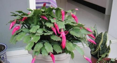 将此4点落实到位,盆栽蟹爪兰,将年年一茬又一茬地开花