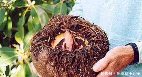 普洱茶|它是糖尿病“头号克星”, 天然二甲双胍, 早晚吃一口, 血糖不上升!