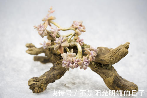 养护|养护盆景，几件犯忌的事不能干，干了任意一件，盆景不死也遭大难