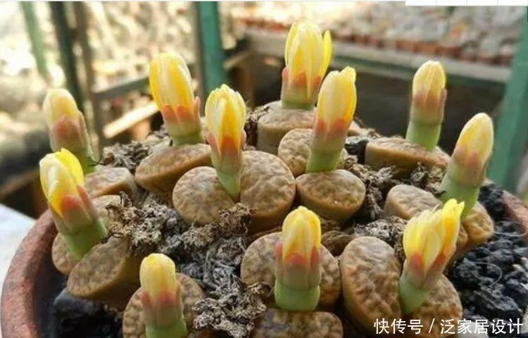 漂亮|几种花好养漂亮又便宜,开起花来拦不住,一开就停不下来