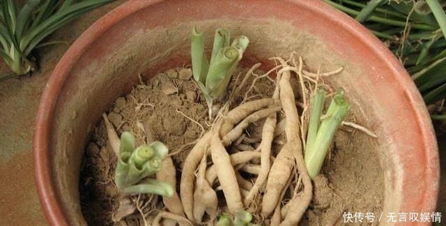 浇水|别浇水了，花都是被你浇死的！老园丁教你几招，家里花草轻松爆盆
