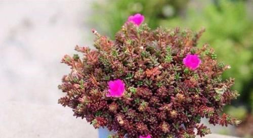 多肉总是长不好？试试这几种，皮实又好养，一盆变多盆