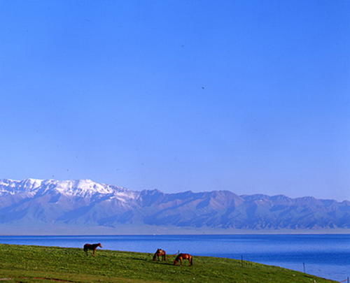 荒漠中“湿岛”西天山美如画，动植物王国，我看到雪豹啦！