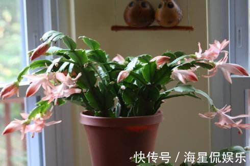 叶片|蟹爪兰来点“甜水”，不烂根不黄叶，枝枝开花红满盆！
