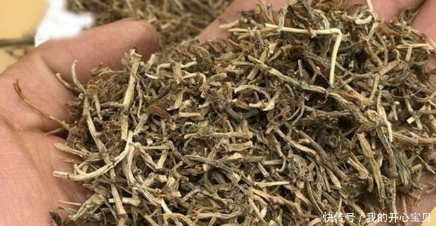 它是如此的珍贵,若长在你家路旁,赶紧移栽家中,小心被别人挖走