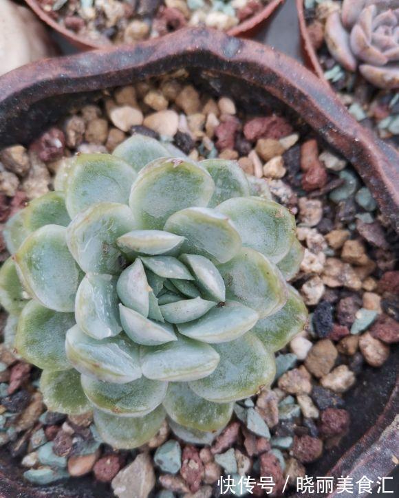 朋友种多肉,专用大盆,她说大盆养肉长得快,完全是错误的想法