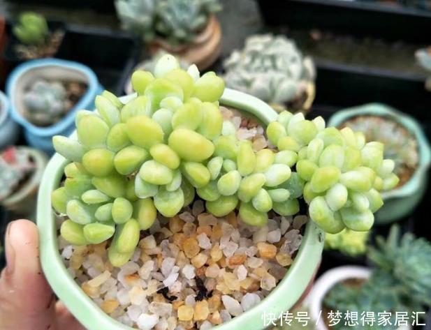 亏得|买多肉,“这4样”再便宜也不能要,不然亏得比赚得多!