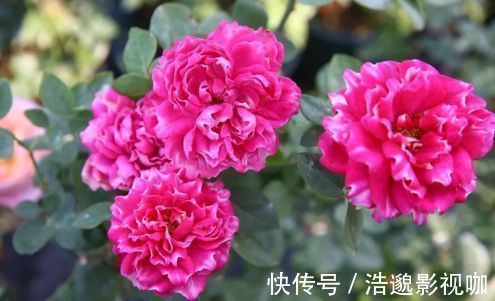 “高档玫瑰”紫雾凝霜，美丽怡人，芳姿耀眼，喜欢玫瑰不妨试试