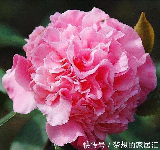 凤仙花|4种花比香水还好闻,客厅养1盆,一年四季开花不断