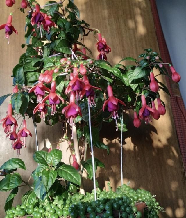 5种花叫做“度夏难”，到了夏天就黄叶干枯，花友年年养年年买