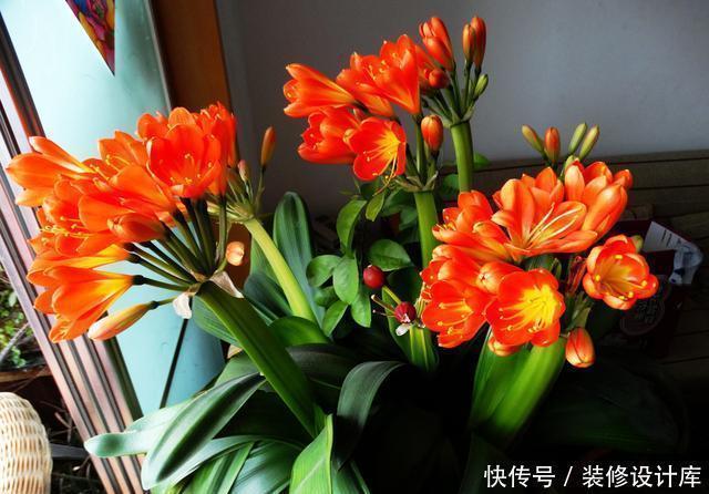 怎样让君子兰多开花?做好1件事,一盆10枝花