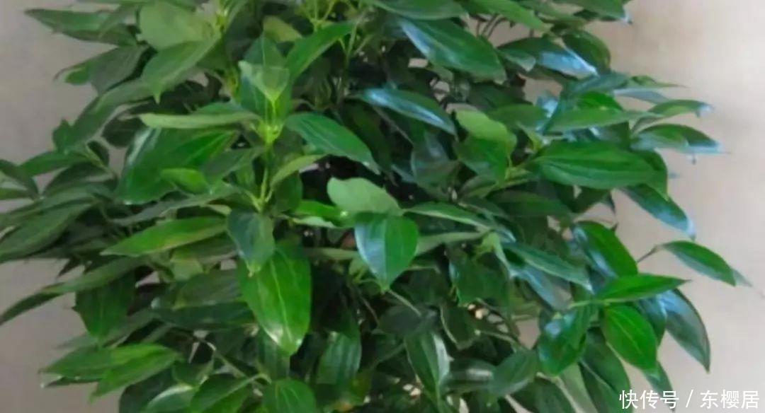 富贵竹、平安树叶子干枯发黄不用怕，教你几招轻松应对黄叶问题