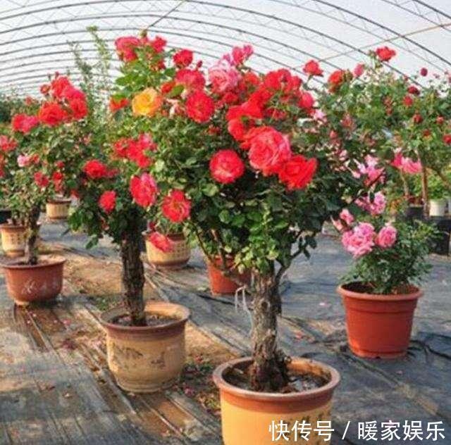 邻居养了2棵“月季树”，年年开花满枝头，多色花朵“巴掌大”