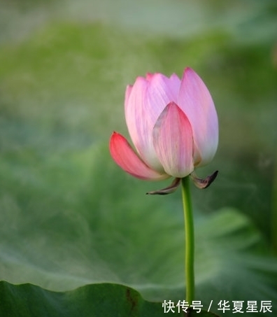 属相|10月底，鸿运当头，4属相桃花朵朵，机遇不断，生活一顺百顺