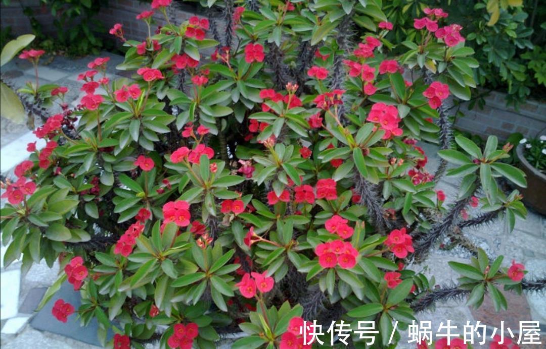 太阳花|5种耐旱花,不用经常浇水,没时间养花就养它