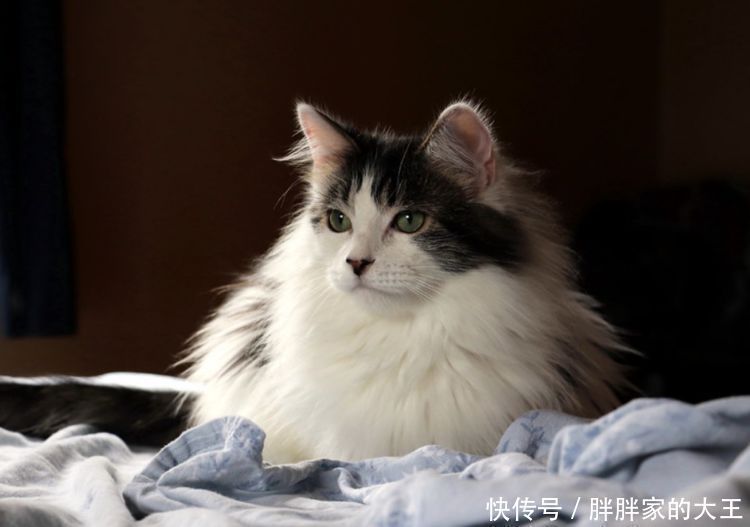 简单的介绍小猫的特点 简单的介绍小猫的特点