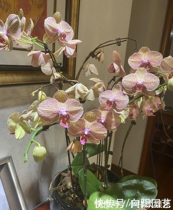 水苔|蝴蝶兰买回家,开完花以后,水苔换成植料,第二年还能接着开