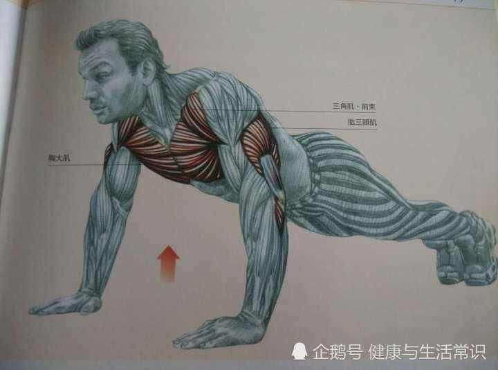 锻炼|男人做多少俯卧撑才算合格若你达不到这个数,最好反思一下自己