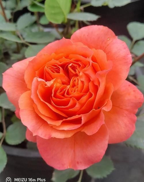 月季果汁阳台有几个颜色的？