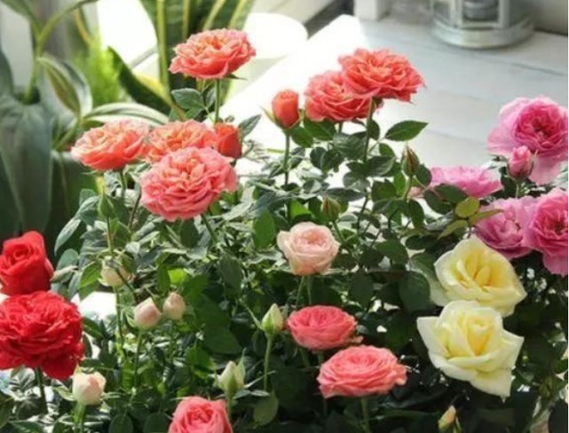 3种花是“醋坛子”，1个月浇“1杯”，不黄叶、不掉蕾，呼呼长！