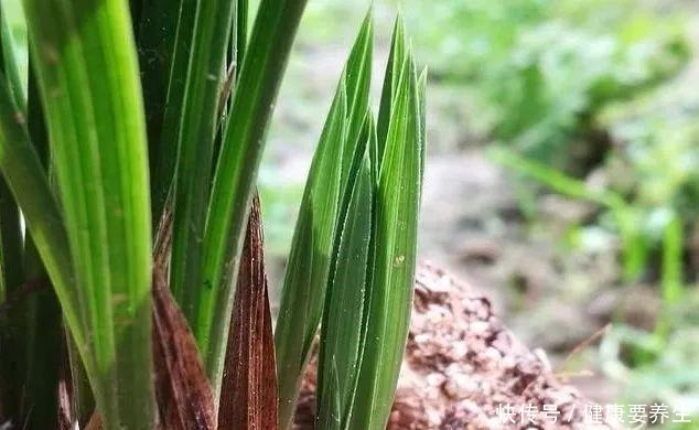 兰花新芽最怕什么兰友就是这四害！