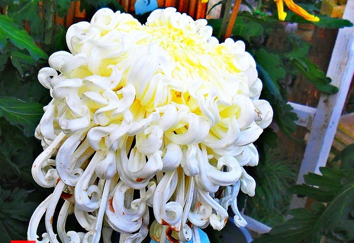 喜欢菊花,就养盆“菊中珍品”玉龙闹海,似白玉波浪,孤芳秀丽