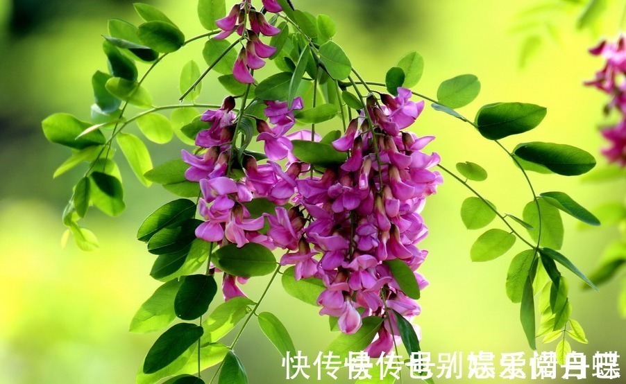 龙骨瓣|适合家养的5种花卉,好养易活易爆盆,花色艳丽,阳台开成小花园